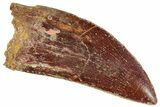 Serrated, Carcharodontosaurus Tooth - Real Dinosaur Tooth #241371-1